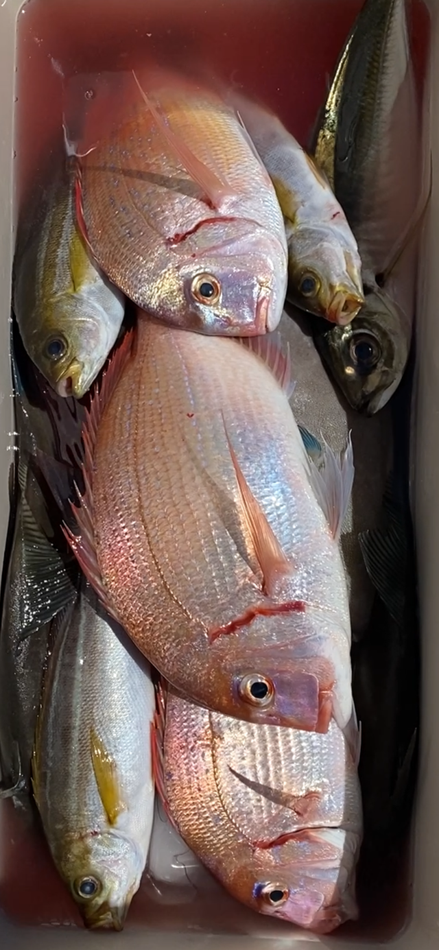 ハナダイ(チダイ)・アジ(マアジ)・イサキ