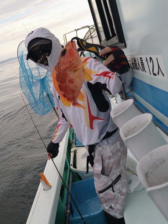 ウッカリカサゴ