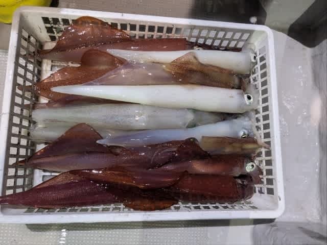 アカイカ(ケンサキイカ)