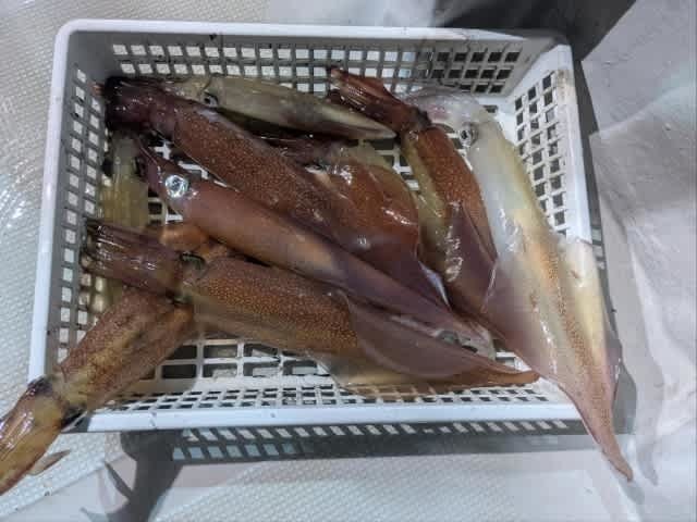 アカイカ(ケンサキイカ)