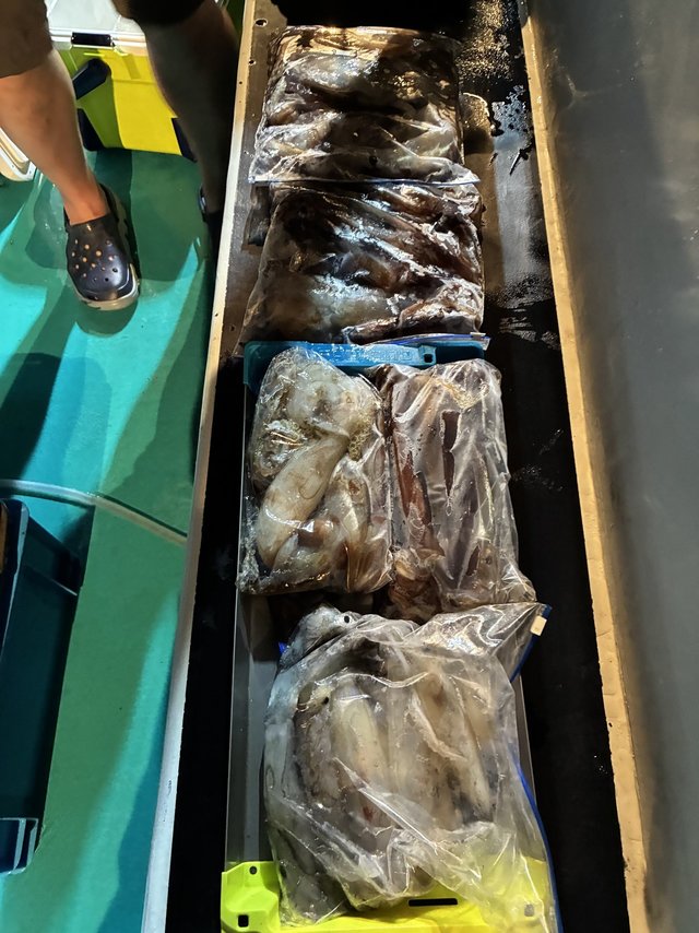 アカイカ(ケンサキイカ)