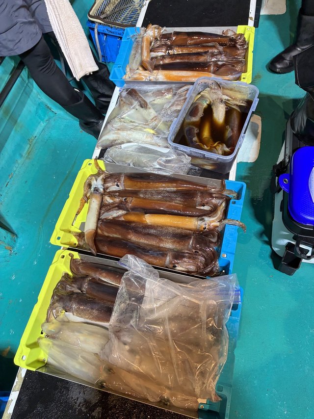 アカイカ(ケンサキイカ)