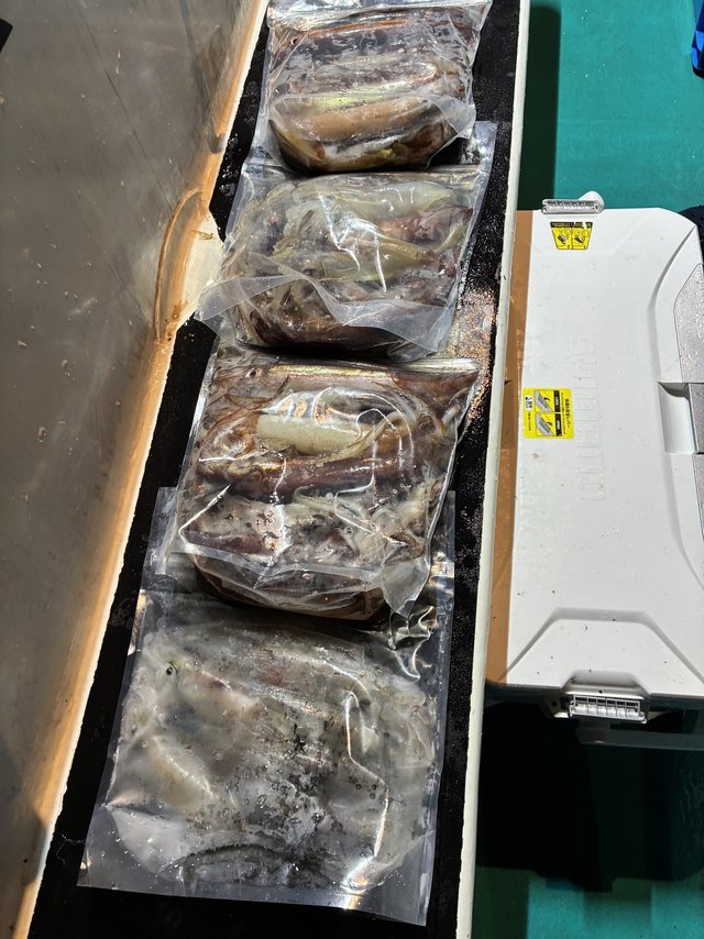 アカイカ(ケンサキイカ)