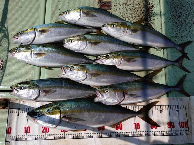 ブリ・メジロ(ブリ)