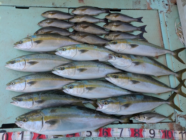 アジ(マアジ)・ブリ・メジロ(ブリ)・イサギ(イサキ)