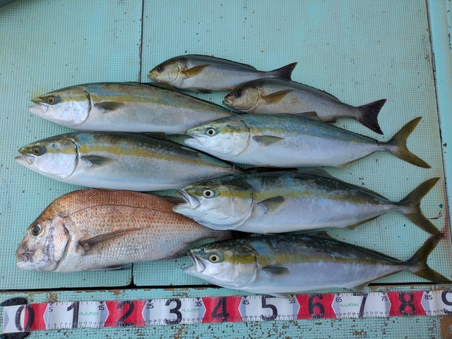 タイ(マダイ)・メジロ(ブリ)・イサギ(イサキ)