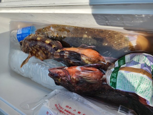 カサゴ・ヒラメ