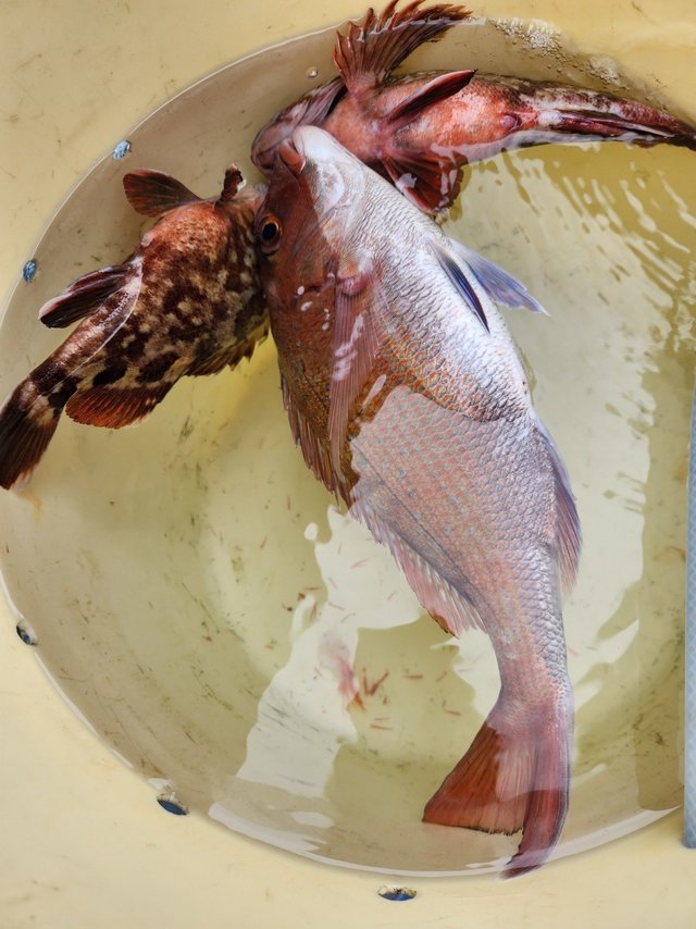 マダイ・カサゴ