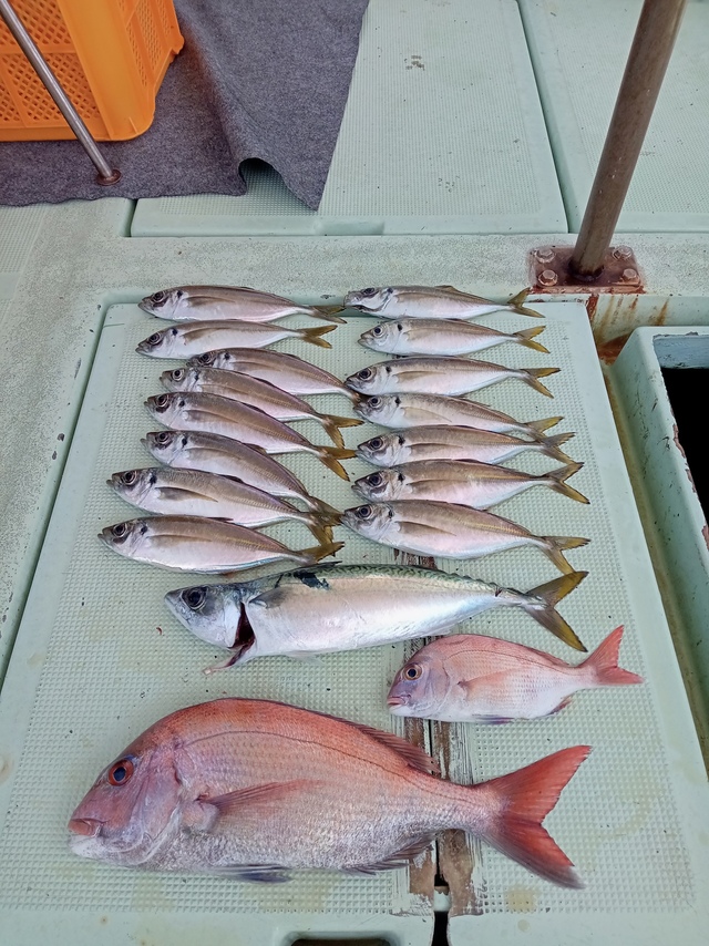 マダイ・マアジ・サバ(マサバ)