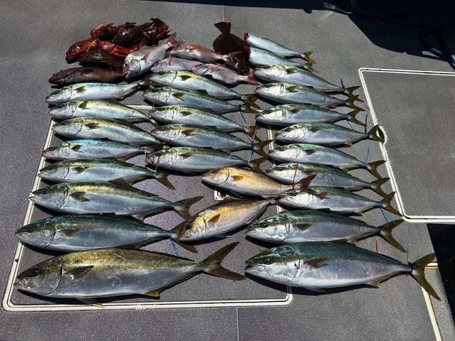 マダイ・マハタ・ハマチ(ブリ)・カサゴ