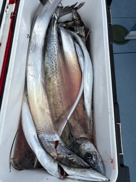 サワラ・タチウオ