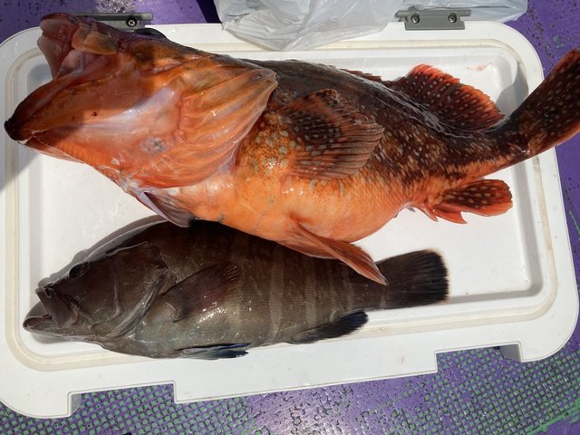 カサゴ・ハタ(マハタ)