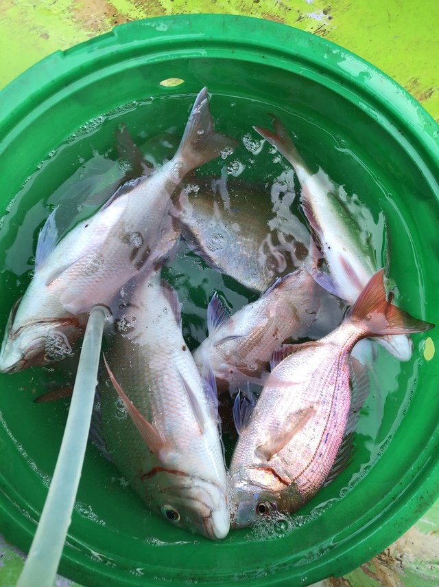 ハナダイ(チダイ)