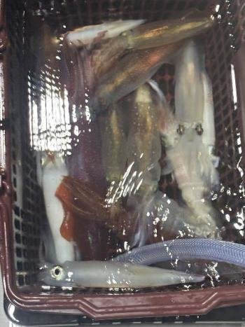 マイカ(ケンサキイカ)