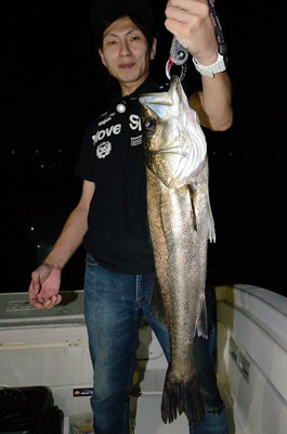 シーバス(スズキ)