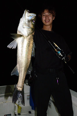 シーバス(スズキ)