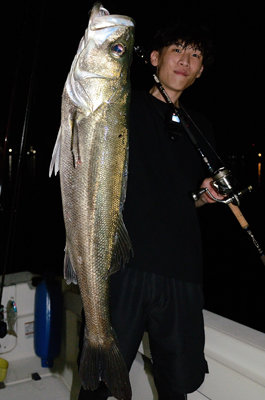 シーバス(スズキ)