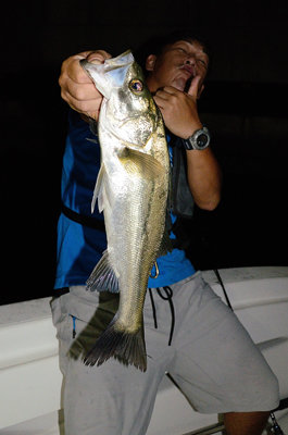 シーバス(スズキ)