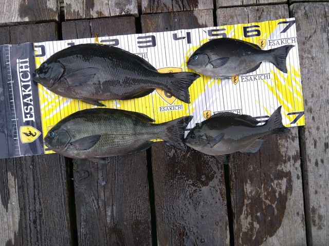 クチブトグレ(メジナ)