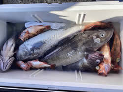 アラ・オキメバル(ウスメバル)