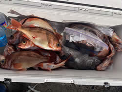 オキメバル(ウスメバル)