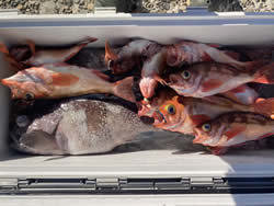 マゾイ(キツネメバル)・オキメバル(ウスメバル)