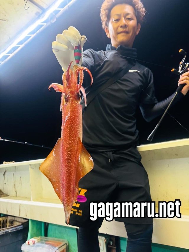 イカ(ケンサキイカ)