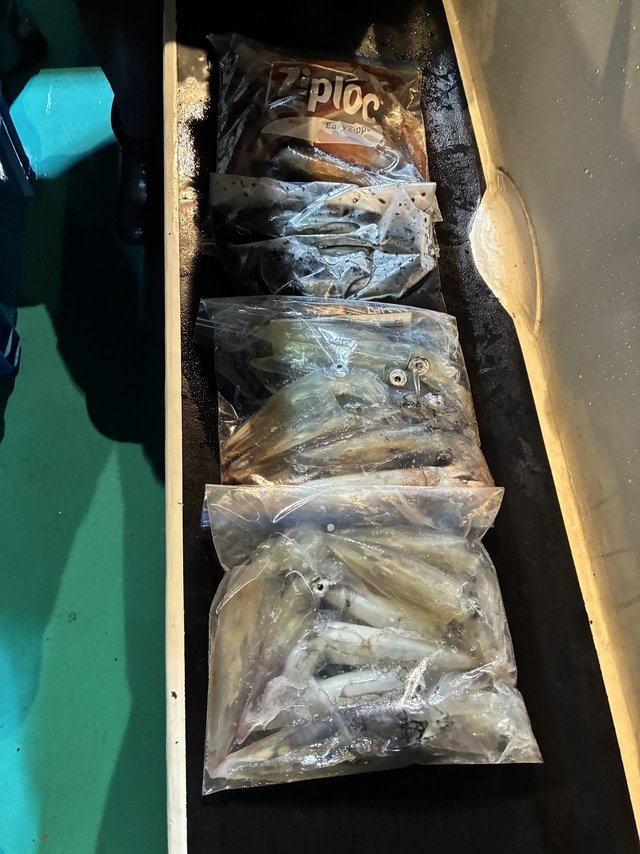 アカイカ(ケンサキイカ)