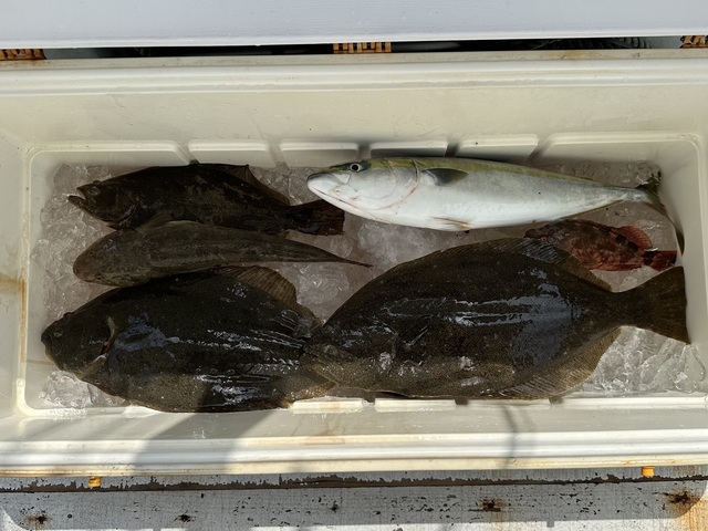 イナダ(ブリ)・カサゴ・マゴチ・ヒラメ