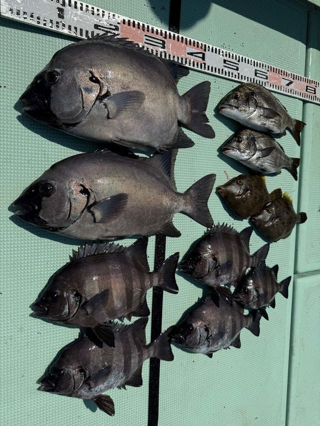 チヌ(クロダイ)・イシダイ・カワハギ