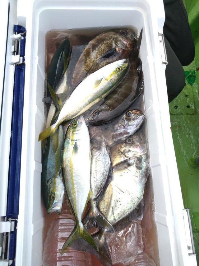 ワカシ(ブリ)・イナダ(ブリ)・モクアジ(オキアジ)