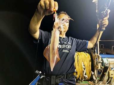 マイカ(ケンサキイカ)