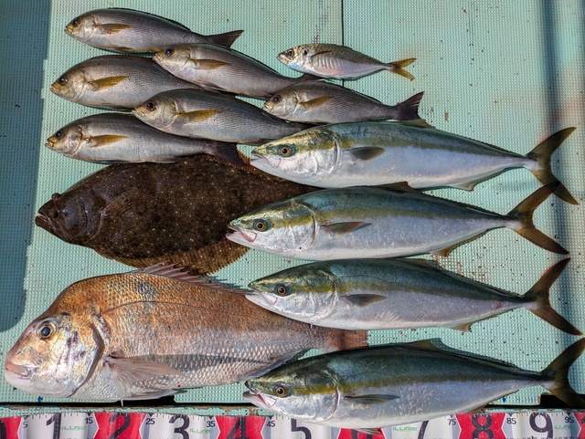 タイ(マダイ)・アジ(マアジ)・メジロ(ブリ)・イサギ(イサキ)・ヒラメ