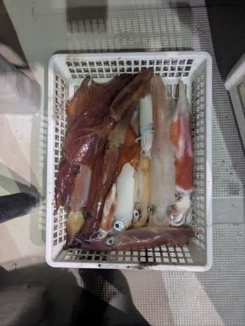 アカイカ(ケンサキイカ)