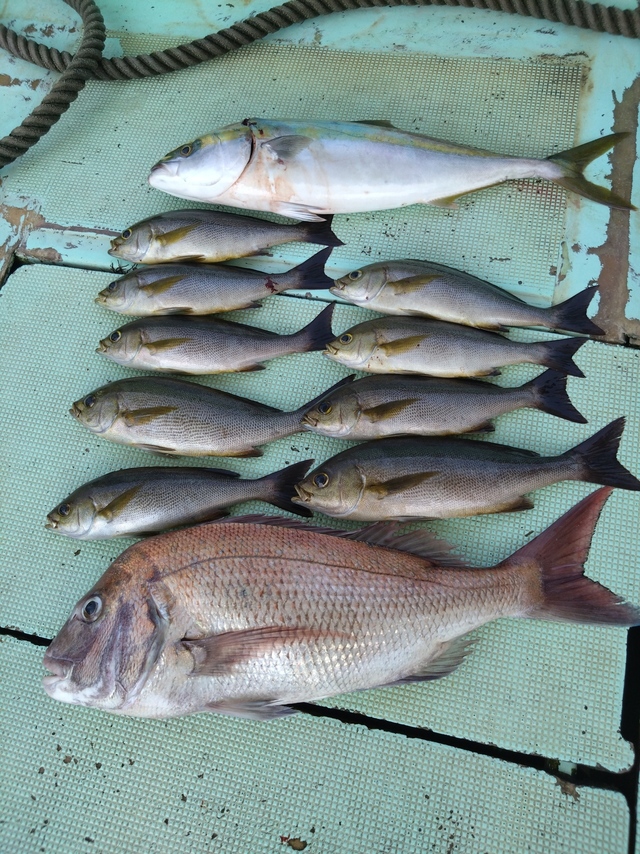 タイ(マダイ)・メジロ(ブリ)・イサギ(イサキ)