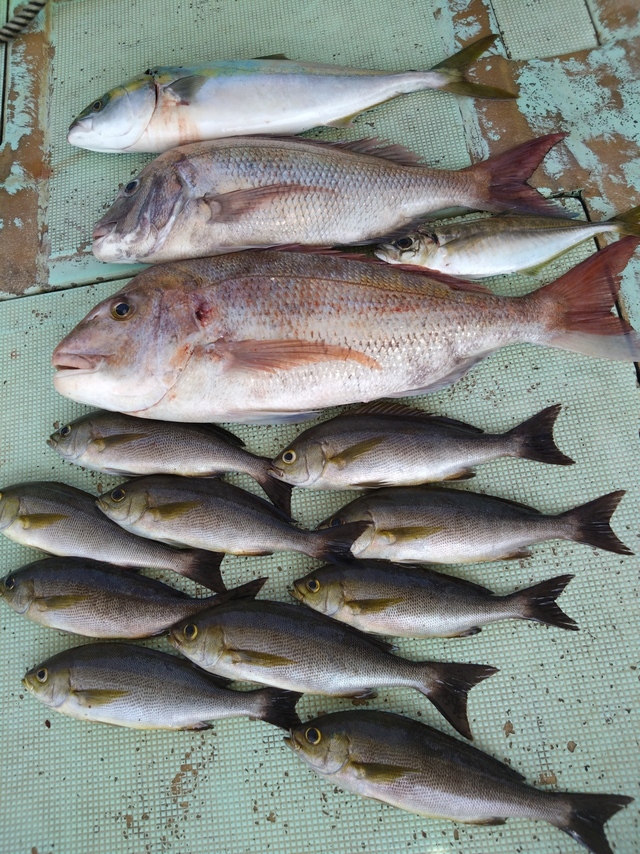 タイ(マダイ)・アジ(マアジ)・メジロ(ブリ)・イサギ(イサキ)