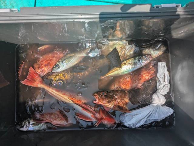 アジ(マアジ)・カサゴ