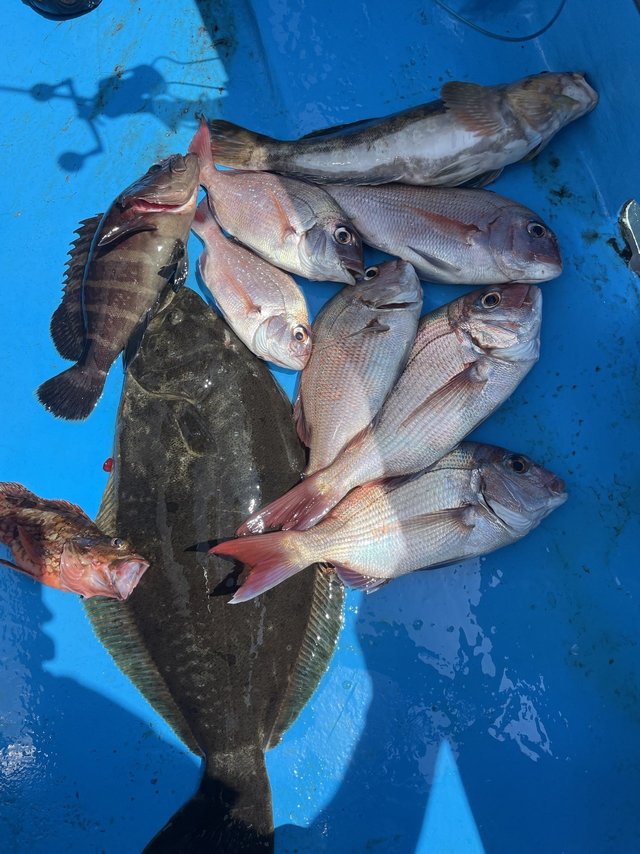 マダイ・マハタ・カサゴ・ヒラメ