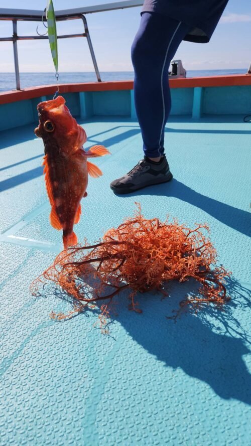 カンコ(ウッカリカサゴ)