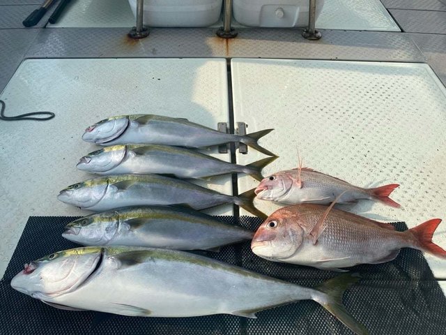 マダイ・ハマチ(ブリ)