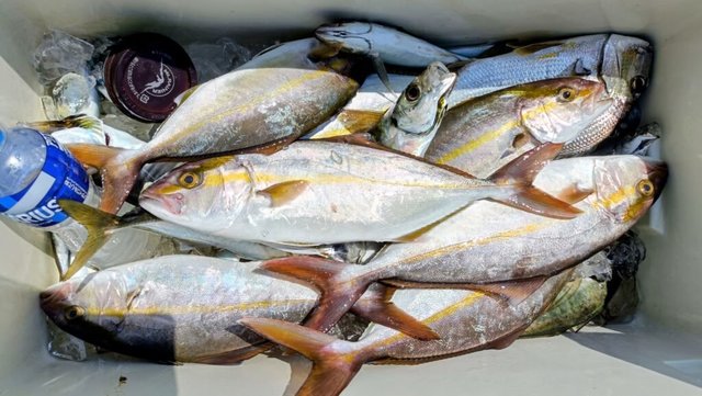 ネイリ(カンパチ)