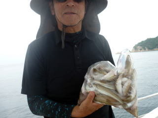 キス(シロギス)