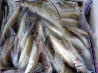 キス(シロギス)