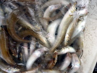 キス(シロギス)