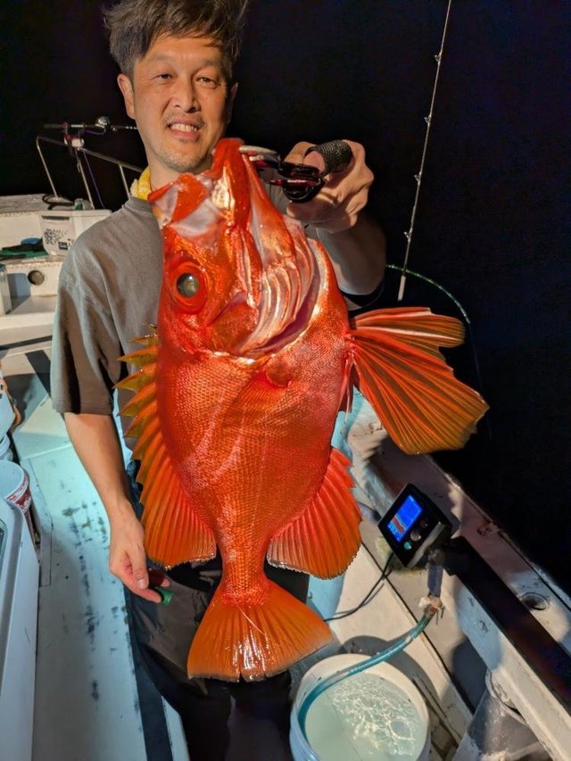 キントキ(チカメキントキ)