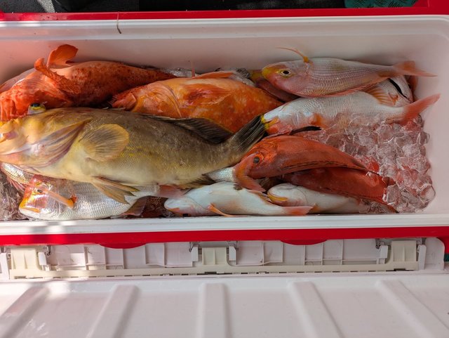 アオハタ・カサゴ