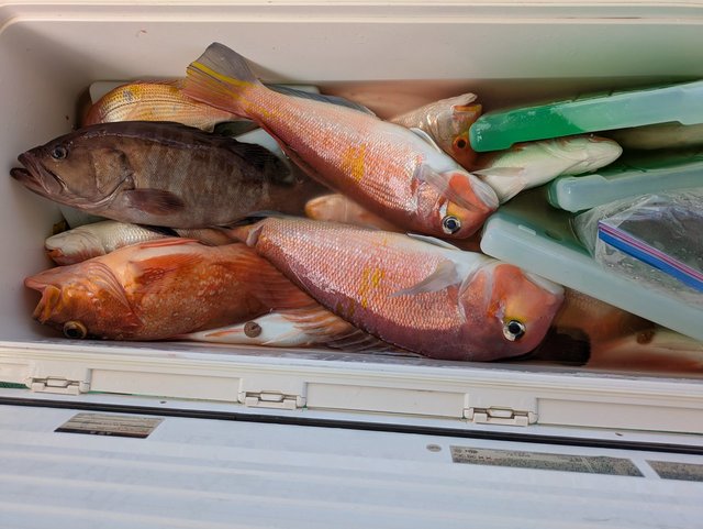 アマダイ(アカアマダイ)・カサゴ