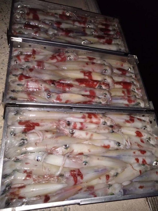 シロイカ(ケンサキイカ)