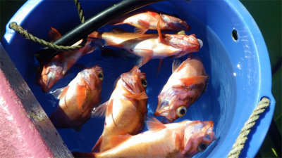 オキメバル(ウスメバル)