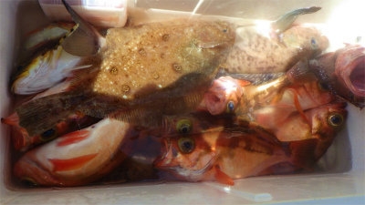 マゾイ(キツネメバル)・ホッケ・オキメバル(ウスメバル)